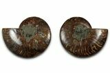 Cut & Polished, Crystal-Filled Ammonite Fossil - Madagascar #317995-1